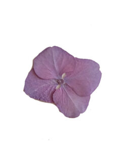 گل خشک مدل هورتانسیا کد G_8 مجموعه 8 عددی